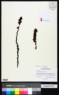 Hypopitys monotropa image