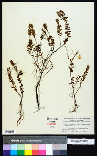 Vaccinium macrocarpon image