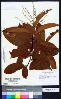 Oxydendrum arboreum image