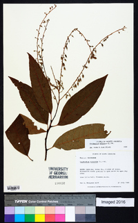 Oxydendrum arboreum image