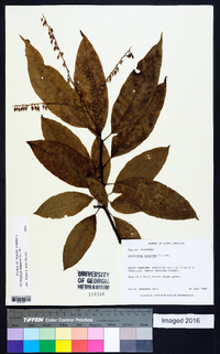 Oxydendrum arboreum image