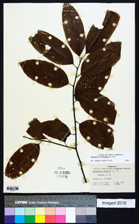 Oxydendrum arboreum image