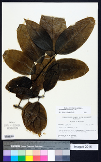 Oxydendrum arboreum image