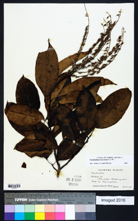 Oxydendrum arboreum image