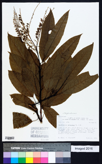 Oxydendrum arboreum image