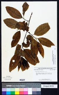 Oxydendrum arboreum image