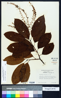 Oxydendrum arboreum image