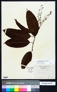 Oxydendrum arboreum image