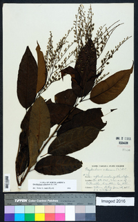 Oxydendrum arboreum image