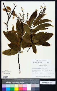 Oxydendrum arboreum image