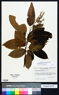 Oxydendrum arboreum image