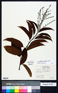 Oxydendrum arboreum image