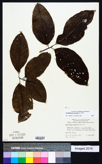 Oxydendrum arboreum image