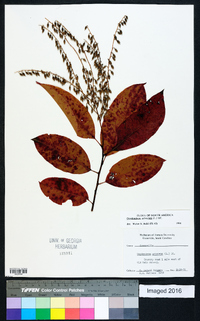 Oxydendrum arboreum image