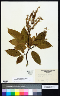 Oxydendrum arboreum image