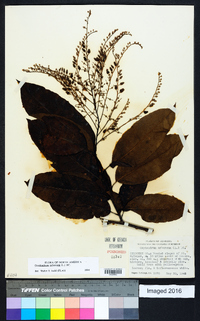 Oxydendrum arboreum image