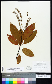 Oxydendrum arboreum image