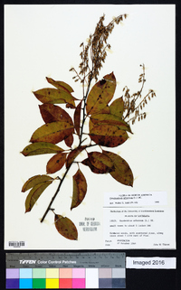 Oxydendrum arboreum image