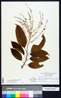 Oxydendrum arboreum image