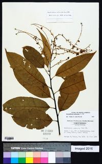 Oxydendrum arboreum image