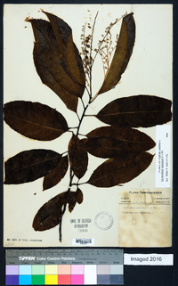 Oxydendrum arboreum image