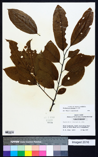 Oxydendrum arboreum image