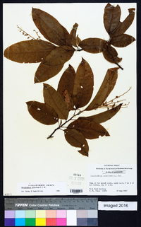 Oxydendrum arboreum image