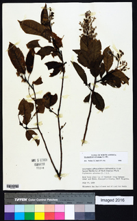 Oxydendrum arboreum image