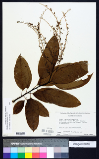 Oxydendrum arboreum image