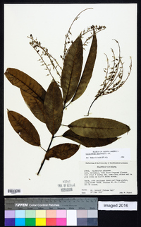 Oxydendrum arboreum image