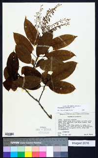 Oxydendrum arboreum image