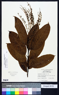 Oxydendrum arboreum image