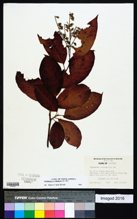 Oxydendrum arboreum image