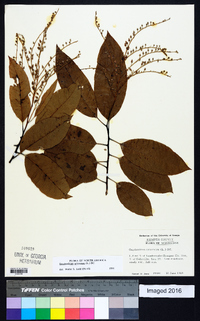 Oxydendrum arboreum image