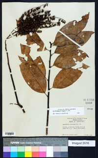 Oxydendrum arboreum image