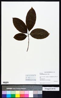 Oxydendrum arboreum image