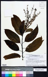 Oxydendrum arboreum image