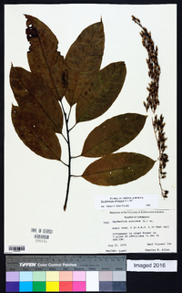 Oxydendrum arboreum image