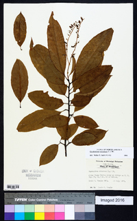 Oxydendrum arboreum image