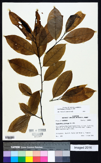 Oxydendrum arboreum image