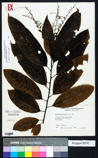 Oxydendrum arboreum image