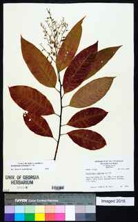 Oxydendrum arboreum image