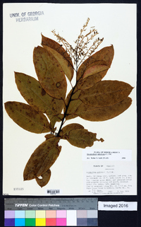 Oxydendrum arboreum image