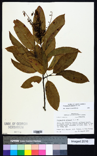 Oxydendrum arboreum image