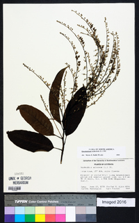 Oxydendrum arboreum image