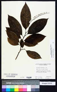 Oxydendrum arboreum image