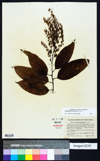 Oxydendrum arboreum image