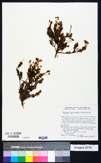 Phyllodoce glanduliflora image