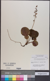 Pyrola americana image