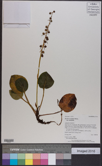 Pyrola asarifolia image